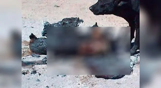 Dr. Vet, indignado por caso de perro calcinado. 