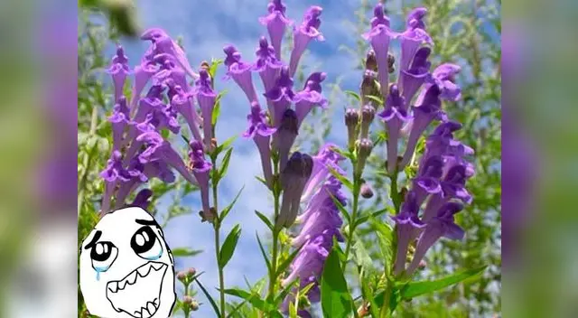 La planta que salva el desarrollo de varios males