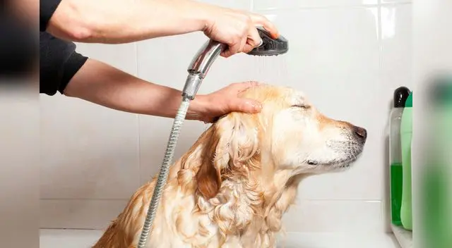 La temperatura del agua debe ser agradable y tibia.