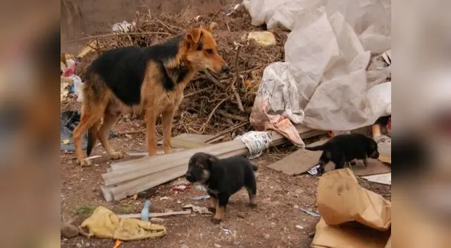 Hay muchos perros que sufren el abandono de sus 'dueños'