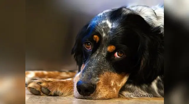 Los animales serán puestos a disposición del Ministerio de Salud Los animales serán puestos a disposición del Ministerio de Salud
