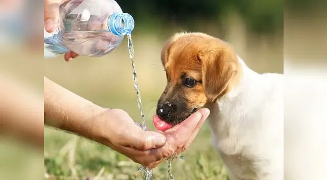 Alerta con el primer síntoma, mucha sed