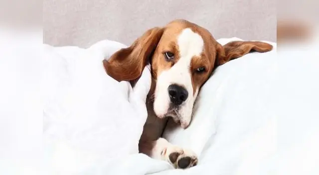 Sepa reconocer si su perro tiene diabetes