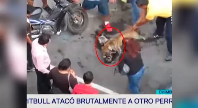 El perro quedó herido tras el ataque El perro quedó herido tras el ataque