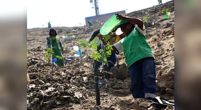 Trabajadores de la Municipalidad también apoyaron en trabajo 