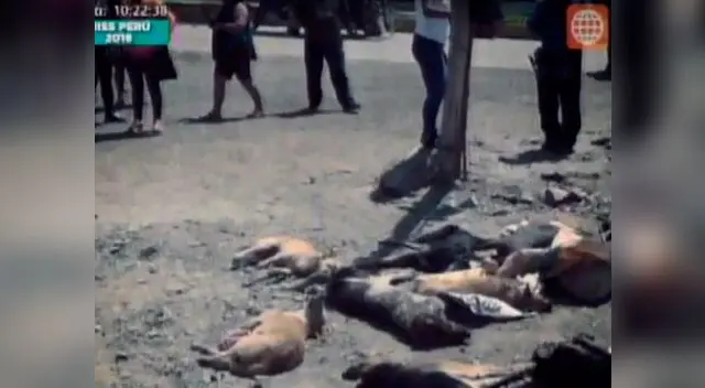 Muerte de perros causó triste e indignación en San Antonio de Cañete.