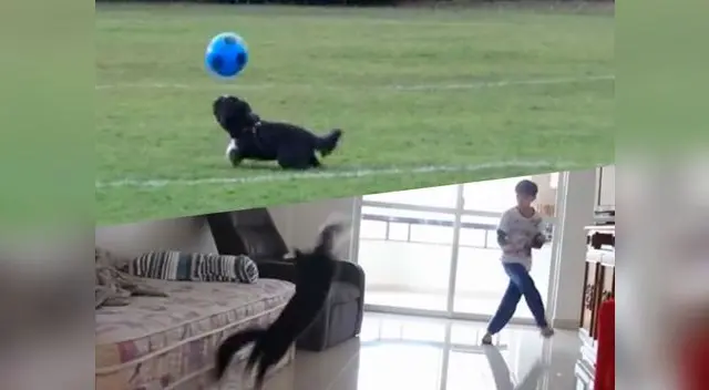 Mascotas demuestra su talento con el balón de fútbol Mascotas demuestra su talento con el balón de fútbol