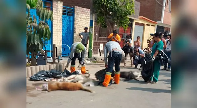 Algunos animales lograron ser salvados por sus dueños