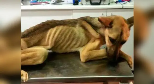 La perrita es una de las pocas mascotas que logra ser rescatada 