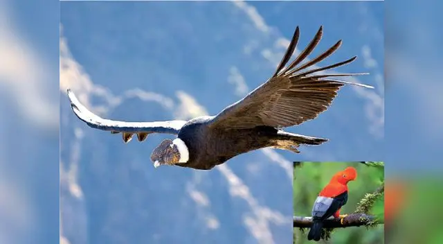 El número de cóndores en el planeta es de menos de 20 mil 500.