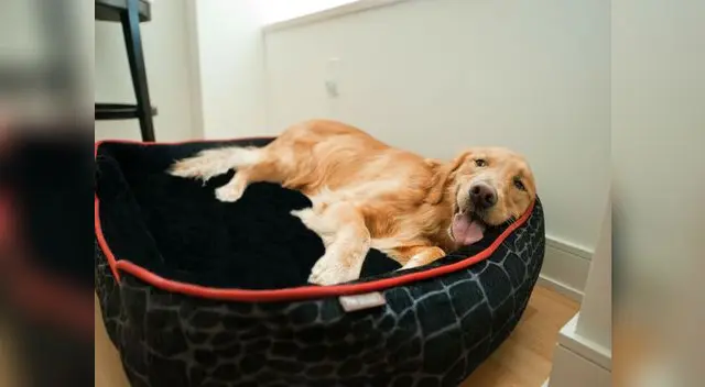 La cama de tu engreído tiene que ser cómodo para él. 