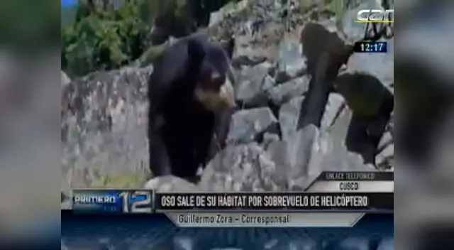 Este especimen se encuentra en peligro de extinción