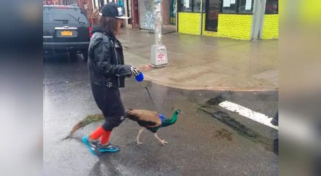 La chica paseaba con el exótico animal en un día lluvioso 