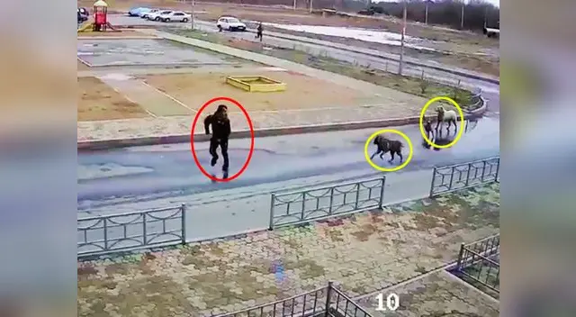 Los canes provocaron fuertes heridas en el transeúnte 