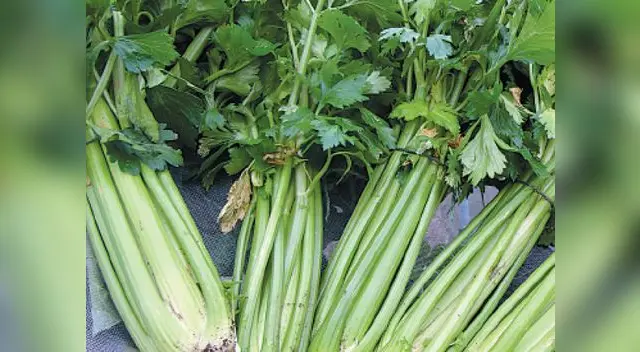 El apio tiene mucha fibra y agua, por ende, su efecto es diurético