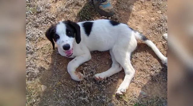Canes fueron rescatados de la calle por voluntarios 