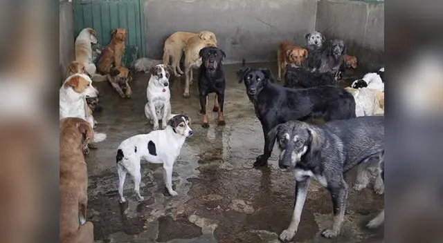 Todos fueron trasladados a albergue de Carmen de la Legua Reynoso