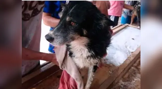 Médicos veterinarios atendieron a animales maltratados 