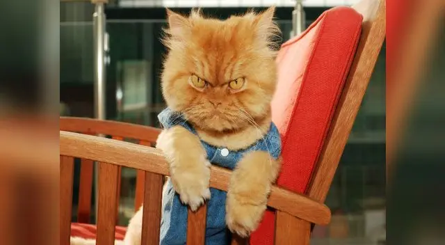 No dejes que pase más tiempo y reconcíliate con tu gato. No dejes que pase más tiempo y reconcíliate con tu gato.