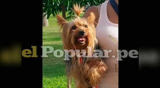 Roban perrito en vivienda de Jesús María