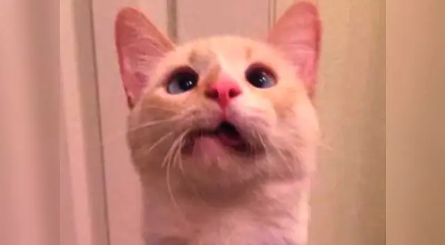 Gata fue rescatado por nobles personas Gata fue rescatado por nobles personas