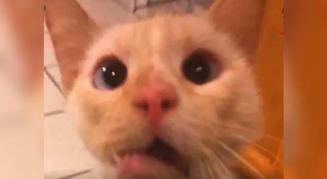 Gata fue rescatado por nobles personas Gata fue rescatado por nobles personas