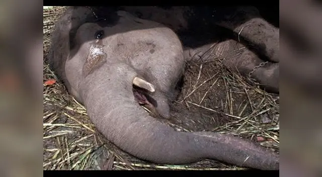 Yani murió tras servir muchos años de su vida a personas a quien 'consideró' su familia