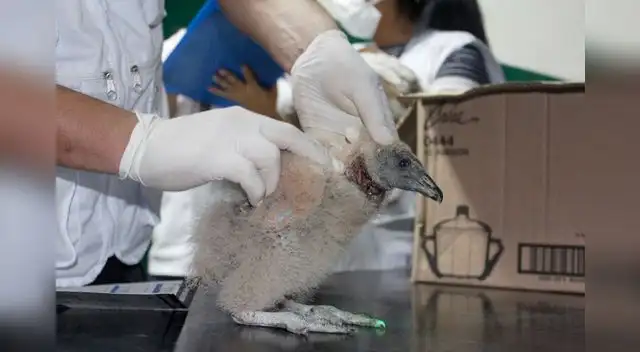 En el operativo se rescató hasta un polluelo de gallinazo