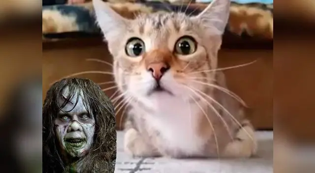 Gato ve película de terror