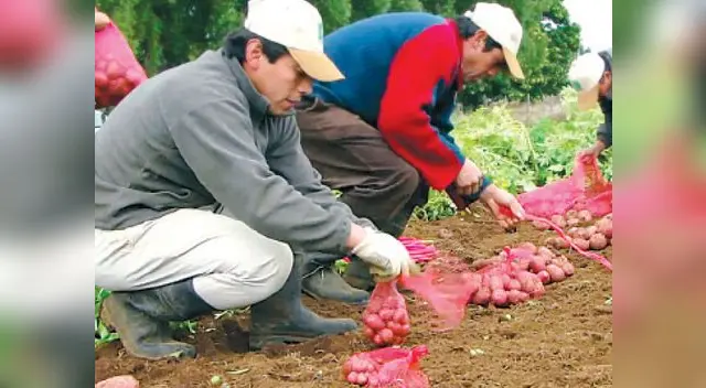 Día Nacional de la Papa Día Nacional de la Papa