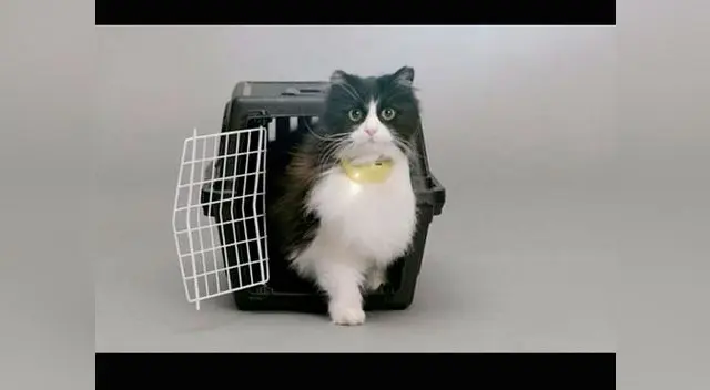 Entiende lo que te quiere, decir tu gato con este collar