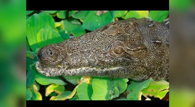 Cocodrilos aparecen en pantanos de Florida, lejos de su hábitat natural
