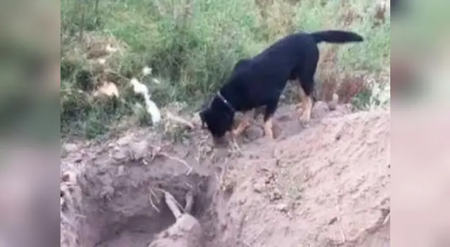 Perro entierra a su mejor amigo Perro entierra a su mejor amigo
