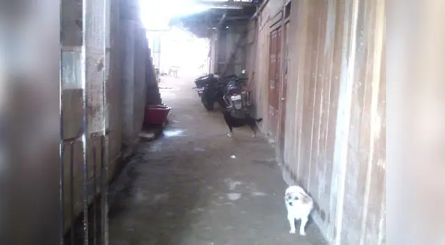 Aquí se refugió el escolar.