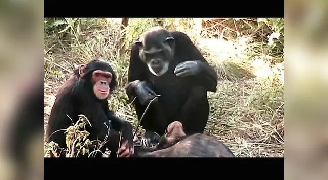 Animales reaccionan ante la muerte de un amigo Animales reaccionan ante la muerte de un amigo