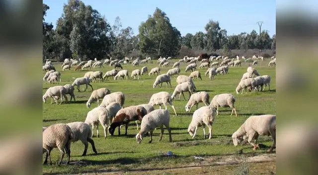 Sustancias alucinógenas Sustancias alucinógenas