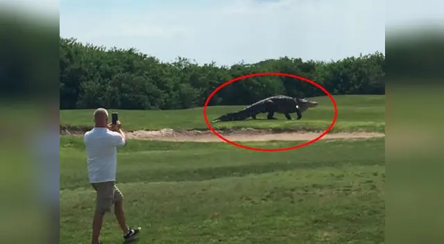 El animal no molestó a ningún golfista El animal no molestó a ningún golfista