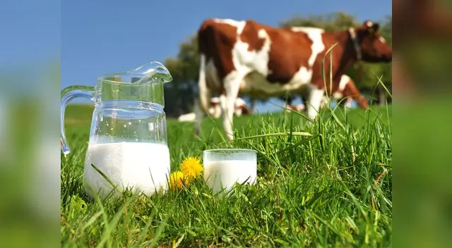 Los lácteos pertenecen al grupo de alimentos de origen animal Los lácteos pertenecen al grupo de alimentos de origen animal