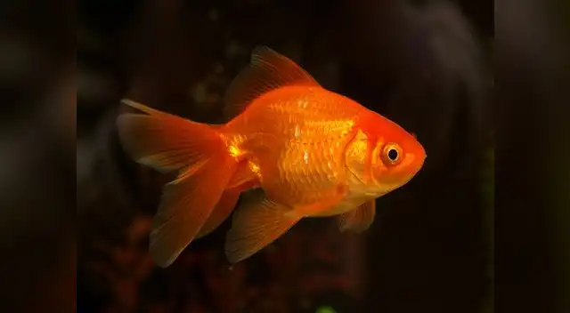 La operación de Nemo fue un éxito. 