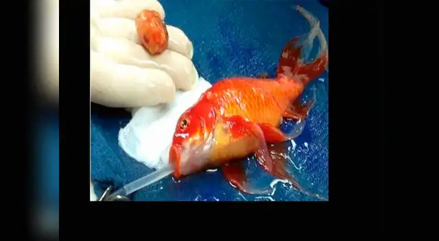  La operación realizó fuera del agua y bajo anestesia total.