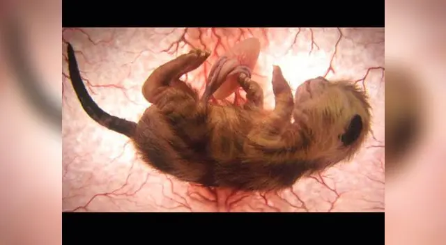 Leopardo en el vientre