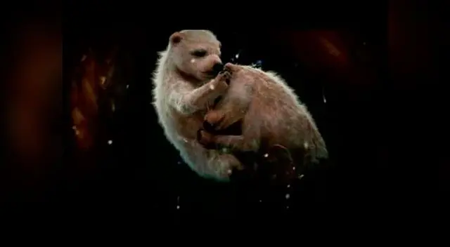 Osos polares en el vientre materno