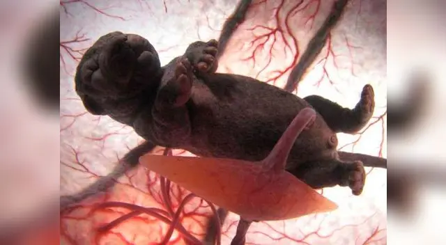 Perro chihuahua en el vientre