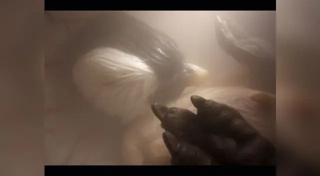 Pingüíno en el cascarón