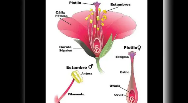 Reino Vegetal Reino Vegetal
