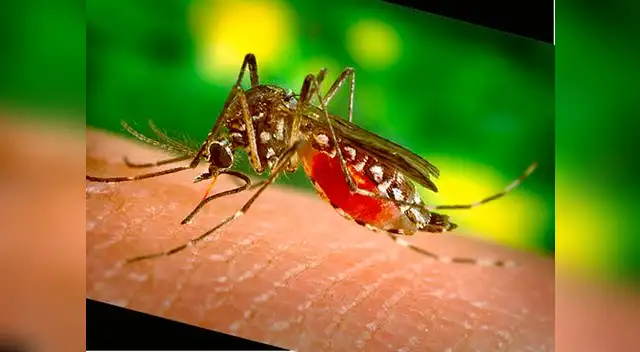 Sepa la importancia de la vacuna para combatir la fiebre amarilla.