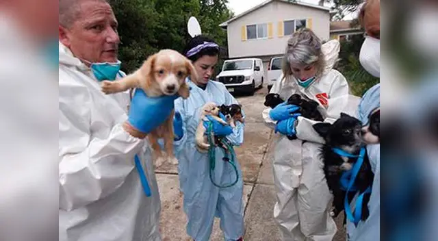Fiscales dicen que mascotas están en pésimas condiciones en su casa