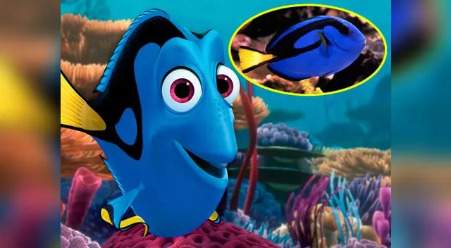 Peces "Dory" no son mascotas