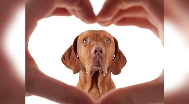 Confirma si eres un verdadero amante de tu mascota.