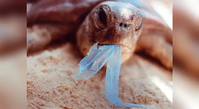 Si quieres ser voluntario ingresa al fanpage Naylamp Diving PADI Dive. Si quieres ser voluntario ingresa al fanpage Naylamp Diving PADI Dive.